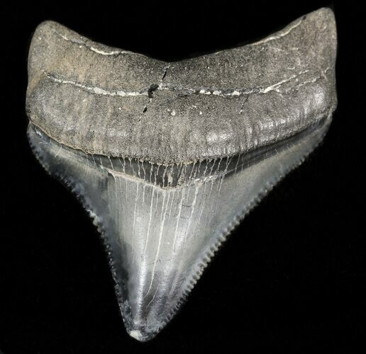 Serrated Chubutensis Tooth - Megalodon Ancestor #46147